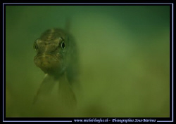 Face to Face with this joung Pike Fish - Natural Light...... by Michel Lonfat 